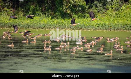 Uccelli migratori, Lesser Whistling-Duck, localmente chiamati Choto Sorali presso il Jahangirnagar University Lake. Savar, Dacca, Bangladesh. Foto Stock