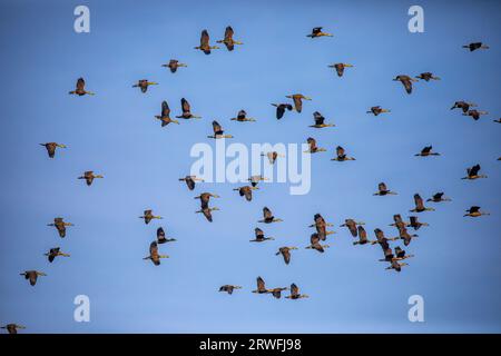 Un gregge di uccelli migratori che sorvolano il cielo del lago universitario Jahangirnagar. Savar, Dacca, Bangladesh. Foto Stock