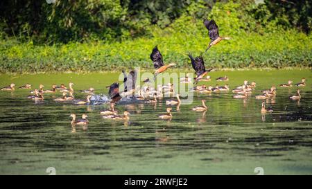 Uccelli migratori, Lesser Whistling-Duck, localmente chiamati Choto Sorali presso il Jahangirnagar University Lake. Savar, Dacca, Bangladesh. Foto Stock