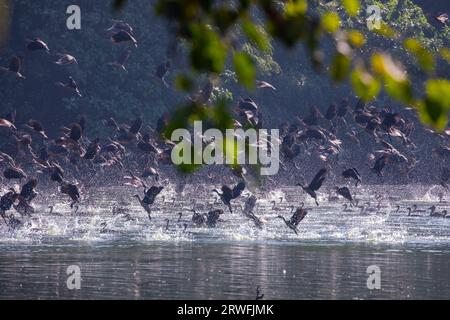 Uccelli migratori, Lesser Whistling-Duck, localmente chiamati Choto Sorali presso il Jahangirnagar University Lake. Savar, Dacca, Bangladesh. Foto Stock