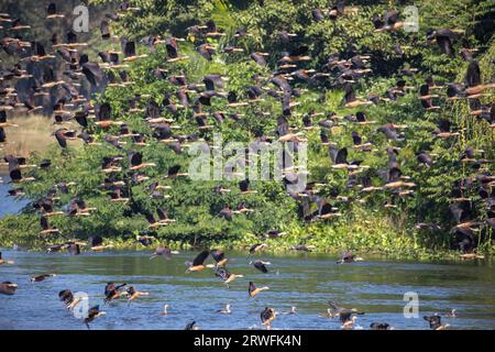 Uccelli migratori, Lesser Whistling-Duck, localmente chiamati Choto Sorali presso il Jahangirnagar University Lake. Savar, Dacca, Bangladesh. Foto Stock