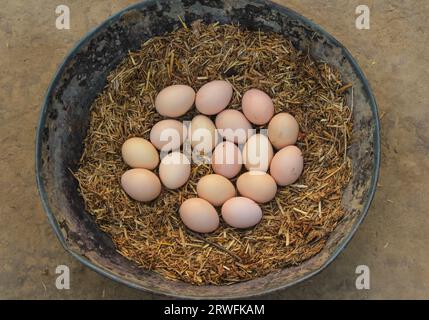 Uova di gallina nel nido o nel luogo di cova. Uova di gallina bianche e marroni isolate sul cestino o sul nido da cova. Uova pronte per la schiusa. Uova di uccelli. Foto Stock