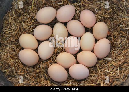 Uova di gallina nel nido o nel luogo di cova. Uova di gallina bianche e marroni isolate sul cestino o sul nido da cova. Uova pronte per la schiusa. Uova di uccelli. Foto Stock