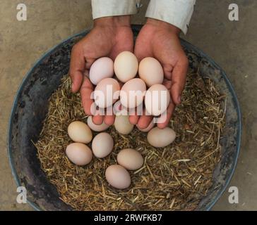 Uova di gallina isolate sulla mano dell'uomo sullo sfondo del luogo delle uova da cova. Uovo bianco isolato a mano contro gli uccelli nidificano pieno di uova.Eggsready Foto Stock