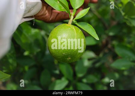 Ravvicinati il frutto verde di pomelo appeso a Branch. I pomeli di Pomelo verde (Citrus grandis) sono le arance da frutto più grandi. Questi frutti hanno vitamina C. Foto Stock