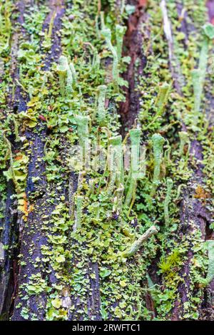 Primo piano ai licheni della coppa della tromba Foto Stock