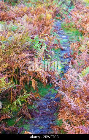 Sentiero naturalistico tra felci in autunno Foto Stock