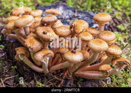 Fungo del miele con coleotteri sul terreno della foresta Foto Stock