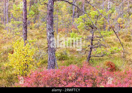 Arbusti rossi di mirtillo su una palude della foresta in autunno Foto Stock