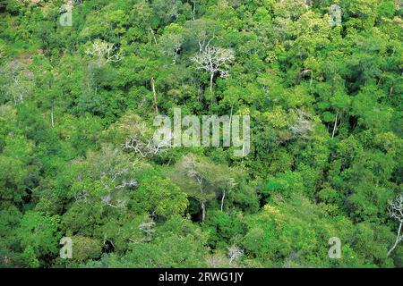 Vista aerea della foresta pluviale amazzonica Foto Stock