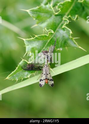 Scorpionfly (Mecoptera species) adulti che si nutrono di mayfly, Herefordshire, Inghilterra, maggio Foto Stock