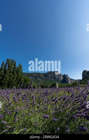 Campo di lavanda vicino alla città di Saou con una piccola torre. Europa, Francia, Drôme Foto Stock