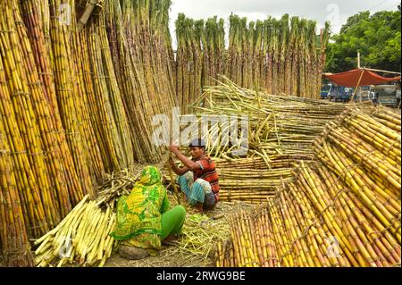 Dhaka. 19 settembre 2023. Peel Sugarcane in Dacca, Bangladesh, 19 settembre 2023. Il raccolto precoce della canna da zucchero è stato in pieno svolgimento in alcune parti del Bangladesh con la stagione di raccolta che si estende da settembre a marzo del prossimo anno. Crediti: Xinhua/Alamy Live News Foto Stock