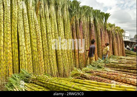 Dhaka. 19 settembre 2023. Workers Process Sugarcane at a Market in Dhaka, Bangladesh, 19 settembre 2023. Il raccolto precoce della canna da zucchero è stato in pieno svolgimento in alcune parti del Bangladesh con la stagione di raccolta che si estende da settembre a marzo del prossimo anno. Crediti: Xinhua/Alamy Live News Foto Stock