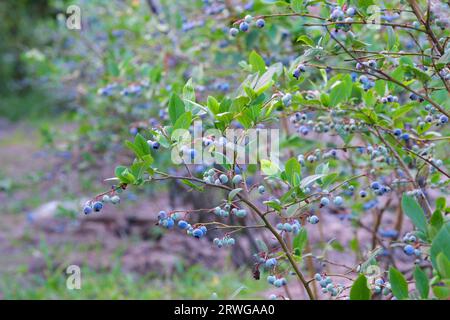 Mirtilli di palude, mirtilli di palude Vaccinium uliginosum su cespugli in estate. Foto di alta qualità Foto Stock