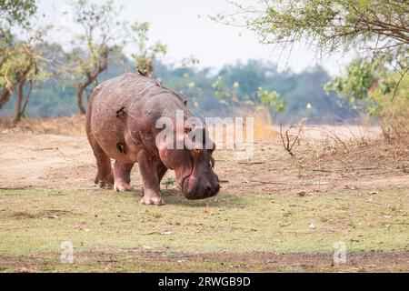 Ippopotamo (Hippopotamus amphibius) che cammina sulla terraferma, pascolando durante il giorno. South Luangwa National Park, Zambia, Africa Foto Stock