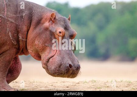 Ippopotamo (Hippopotamus amphibius) camminando sulla terraferma, da sinistra a destra. Copia spazio. South Luangwa National Park, Zambia, Africa Foto Stock