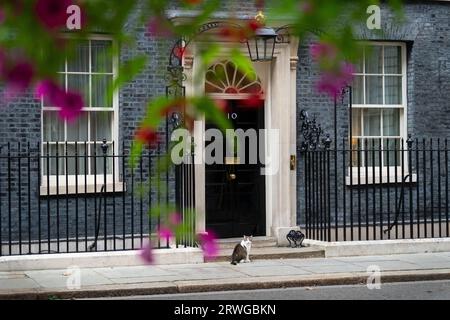 Capo Mouser all'ufficio del Gabinetto Larry il gatto, a Downing Street, Londra. Foto Stock