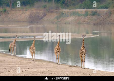 Giraffe (Giraffa camelopardalis thornicroft), camminando lungo il fiume Luangwa. South Luangwa National Park, Zambia, Africa Foto Stock