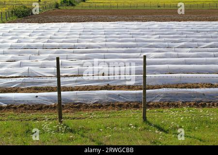 La fila galleggiante copre la serra in un campo del Montenegro rurale Foto Stock