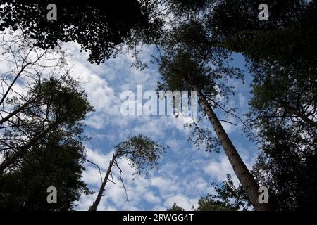 Worms veduta degli alberi di pini corsi contro il cielo blu Llyn Parc Mawr Newborough Anglesey Galles del Nord Foto Stock