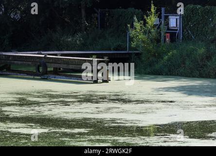 Weed Fornooned Lough Neagh. Barche nel porticciolo di Kinnego con forte crescita di erbacce e fioritura di alghe sul Lough Neagh 2023. Foto Stock