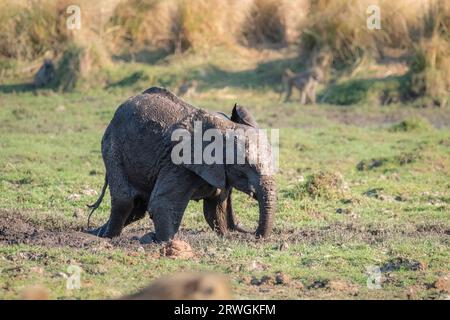 Bambino elefante (Loxodonta africana) che gioca nel fango. Il giovane animale è bagnato e pieno di fango. Parco nazionale Lower Zambezi, Zambia Foto Stock