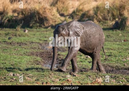 Bambino elefante (Loxodonta africana) che gioca nel fango, corpo bagnato che cammina verso la madre. Parco nazionale Lower Zambezi, Zambia Foto Stock