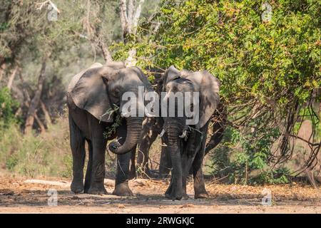 2 elefanti (Loxodonta africana) in piedi insieme nella foresta di acacia albida del Parco Nazionale dello Zambesi inferiore, Zambia Foto Stock