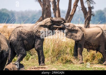 Gli elefanti combattono (Loxodonta africana) gli elefanti piccoli giocano a combattere. Parco nazionale Lower Zambezi, Zambia. Foto Stock