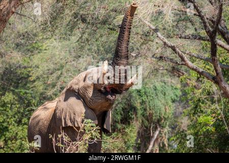 Elefante (Loxodonta africana) che mangia dagli alberi nella foresta di acacia albida del Parco Nazionale dello Zambesi inferiore in Zambia. Foto Stock