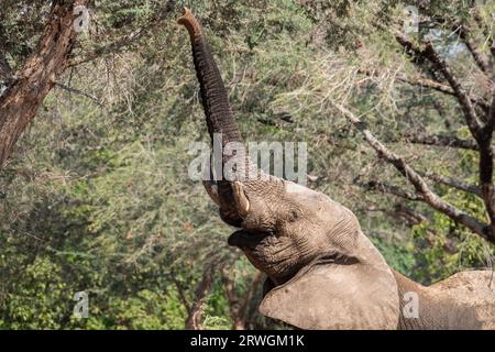 Elefante (Loxodonta africana) che mangia dagli alberi nella foresta di acacia albida del Parco Nazionale dello Zambesi inferiore in Zambia. Foto Stock