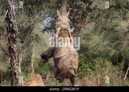 Elefante (Loxodonta africana) in piedi sulla gamba posteriore per rompere un ramo da un albero di acacia. Parco nazionale dello Zambesi inferiore in Zambia. Foto Stock