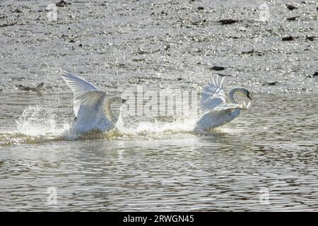 Mute Swans - Fighting Cygnus olor River Crouch, Essex, UK BI032888 Foto Stock