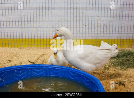 Oche cinese Anser cygnoides domesticus con una strana grande manopola sulla testa vicino all'acqua. Alta qualità Foto Stock