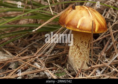 Fungo Suillus granulatus tra foglie di pino nel sottobosco del Preventorio di Alcoi, Spagna Foto Stock