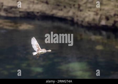 Barn Owl (Tyto alba) che vola sopra il mare trasportando una vole a Selwicks Bay, Flamborough Head nell'East Yorkshire, Inghilterra, fauna selvatica del Regno Unito. Foto Stock