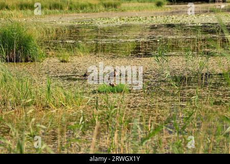 Riserva naturale di Taubensee nel Berchtesgadener Land Foto Stock