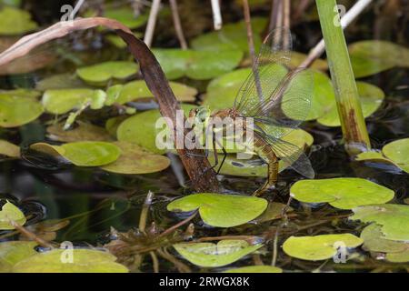 Green-eyed Hawker (Aeshna isoceles) ovipositing Norfolk giugno 2023 Foto Stock
