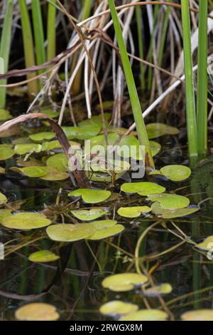 Green-eyed Hawker (Aeshna isoceles) ovipositing Norfolk giugno 2023 Foto Stock