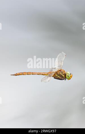 Green-eyed Hawker (Aeshna isoceles) Norfolk giugno 2023 Foto Stock