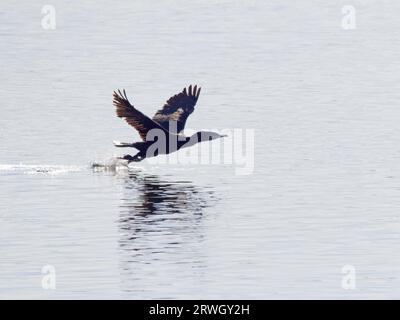 Great Cormorant – estrazione retroilluminata Phalacrocorax Carbo Abberton Reservoir, Essex, UK BI037075 Foto Stock