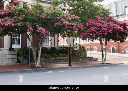 Alberi di mirto crepe rosa lungo una strada negli Stati Uniti Foto Stock