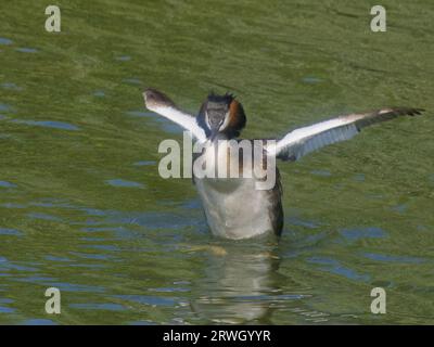 Great Crested Grebe - ali battenti Podiceps Cristatus Essex, UK BI037166 Foto Stock