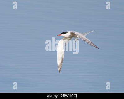 Common Tern - in volo sull'acqua Sterna hirundo Abberton Reservoir, Essex, UK BI037266 Foto Stock