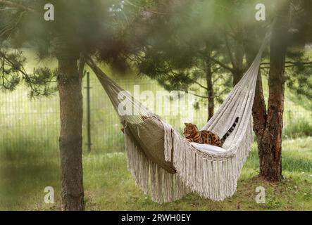 Gatto bengala rilassante in amaca Foto Stock