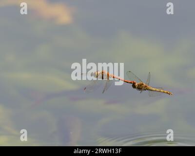 Common Darter Dragonfly – volo in tandem Sympetrum striolatum Essex, UK IN004387 Foto Stock