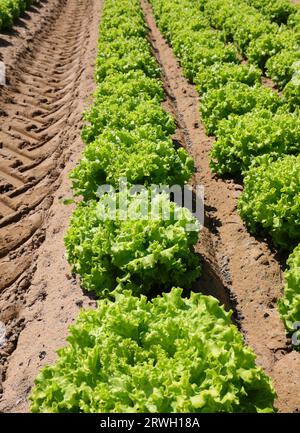 teste di lattuga fresca molto verdi in coltivazione intensiva su terreni sabbiosi molto fertili Foto Stock