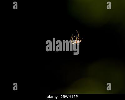 Ragnatela per arrampicata - Essex retroilluminato, UK IN004483 Foto Stock
