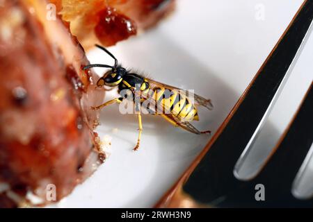 Primo piano di una vespa, Vespula germanica, spuntino su una torta di noci con glassa su un piatto, vespe intrusive sono un parassita sulla terrazza o sul balcone in estate Foto Stock